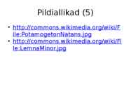 Järvetaimed #33