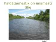Järvetaimed #6