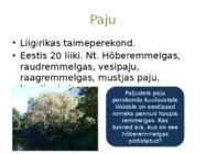 Järvetaimed #7