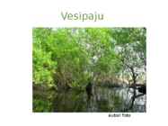 Järvetaimed #8