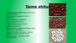Aeduba ehk Türgi uba #3