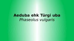 Aeduba ehk Türgi uba