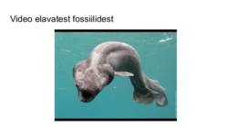 Elavad fossiilid #7