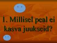 SÜNNIPÄEVA VIKTORIIN #2