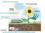 FOTOSÜNTEES #2