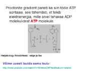 FOTOSÜNTEES #13