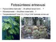 FOTOSÜNTEES #26
