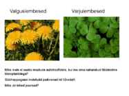 FOTOSÜNTEES #28