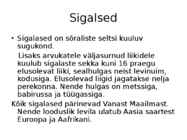 Sealiha #2