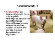 Sealiha #3