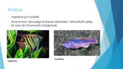 Suur vallrahu #9