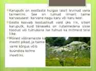 Karuputk #2