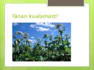 Karuputk #11