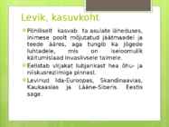 Karuputk #4