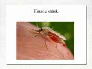 Sääsk #9