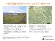 Liustikud #19