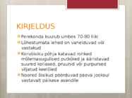 PÄEVALILL #3