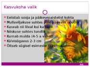 Päevalill #4