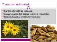 Päevalill #5