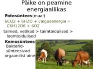 ENERGIAVOOG LÄBI ÖKOSÜSTEEMI #2