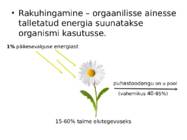 ENERGIAVOOG LÄBI ÖKOSÜSTEEMI #4