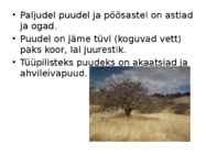 Savannide taimestik #2