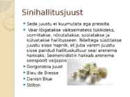 Juust #8