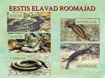 Roomajad #4