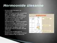 Hormoonid #4