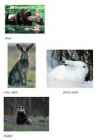 Wild animals #2