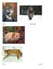 Wild animals