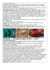 DNA viirused #3