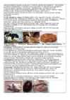 DNA viirused #26