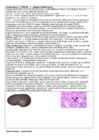 DNA viirused #6