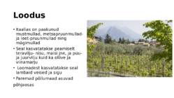 Itaalia - kliima-loodus-rahvastik-huvitavad faktid #6