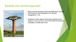 Madagaskar ja Savann #7