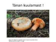 Riisikad #15