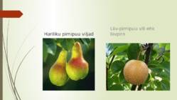 Pirn #4