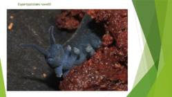 Onychophora küüsikloomad #2