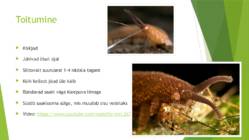 Onychophora küüsikloomad #12