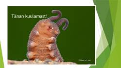 Onychophora küüsikloomad #16