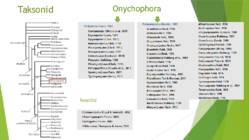 Onychophora küüsikloomad #3