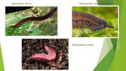 Onychophora küüsikloomad #6
