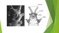 Onychophora küüsikloomad #8