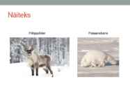 Põhja-ameerika Tundra #9