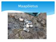 Maapõletus #3
