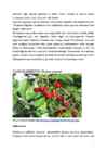 Puittaimede hooldusjuhend #11