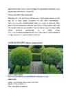 Puittaimede hooldusjuhend #30