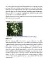 Puittaimede hooldusjuhend #60