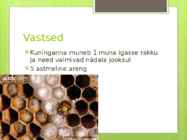 Aasia hiigel-vapsik #12